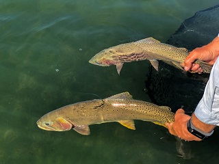 yellowstone-cutthroats