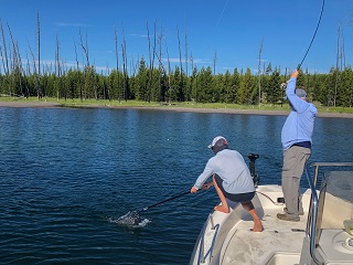 yellowstone-cutthroat-trout