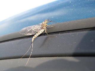 mayfly