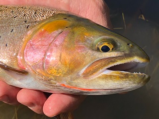cutthroat-trout