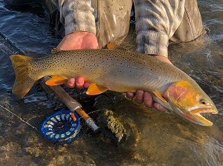 Cutthroat-Trout