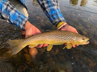 brown-trout