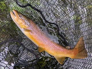 brown-trout