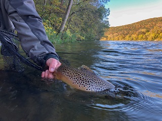 catch-and-release