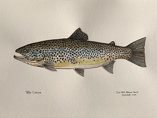 brown-trout-art