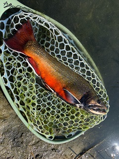 brook-trout