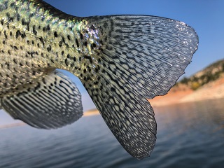 black-crappie