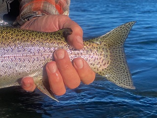 rainbow-trout