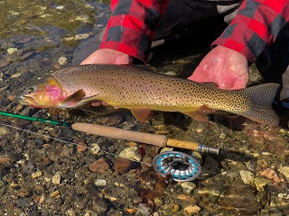 Yellowstone-Cutthroat