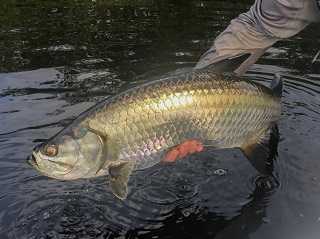 tarpon