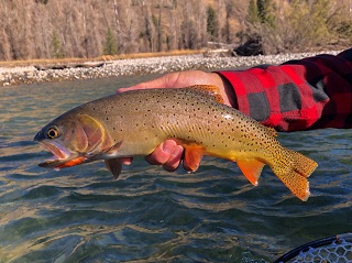 cutthroat-trout