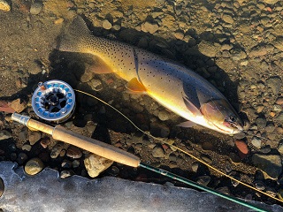cutthroat-trout