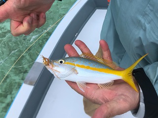 yellowtail-snapper
