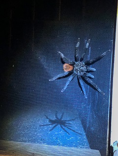 tarantulas