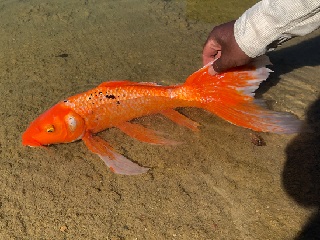 koi