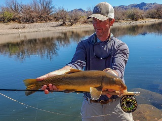 Currier-Sonora-sucker