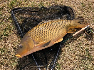 huge-carp