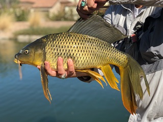 fantail-carp
