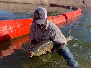 grass-carp