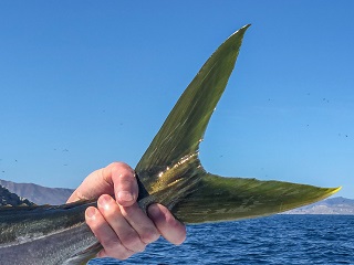 California-yellowtail