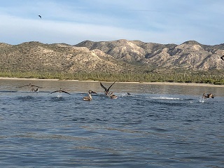 saltwater-flyfishing