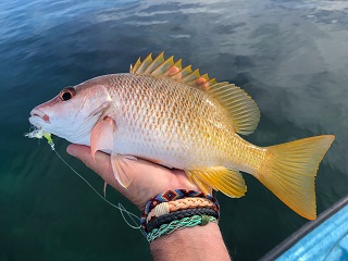 yellow-snapper