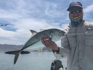 bigeye-trevally