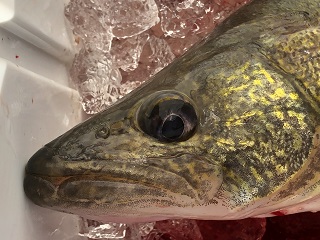 walleye