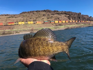 smallmouth-bass