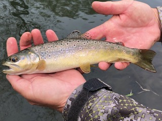 brown-trout