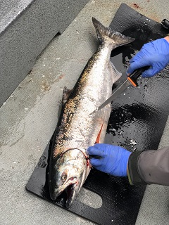 salmon-filet
