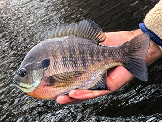 bluegill