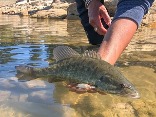 smallmouth-bass