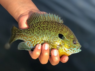 Freshwater fishing in Norway  Fresh air, clear water, and lots of happy  fish