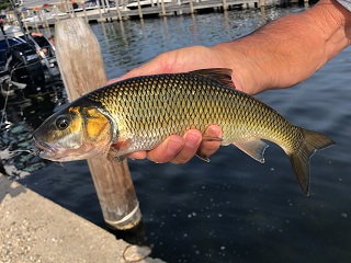 fallfish