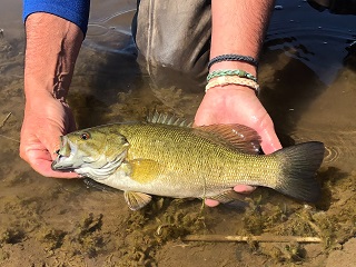 smallmouth-bass
