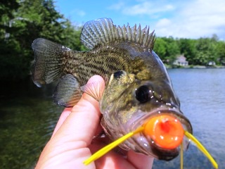 rock-bass