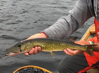 chain-pickerel