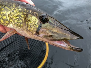 chain-pickerel