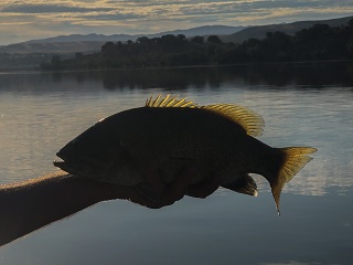 smallmouth-bass