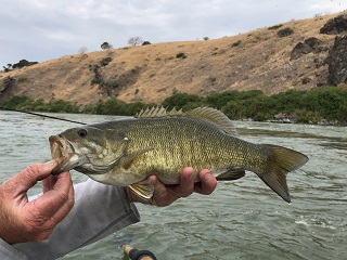 smallmouth-bass