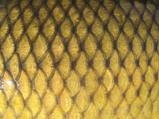 common-carp