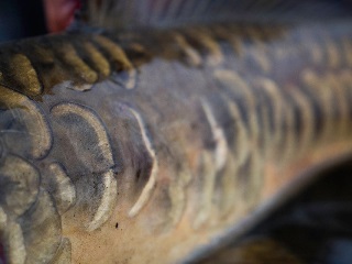 mirror-carp