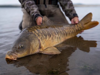 mirror-carp