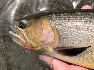 cutthroat-trout