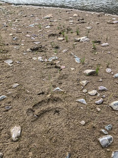bear-tracks