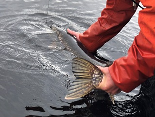 pike-on-fly