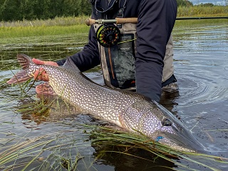 northern-pike