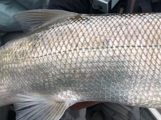 tHE tiDE cHAsER: Big Fat Puff Balls