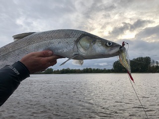 flyfishing-alaska